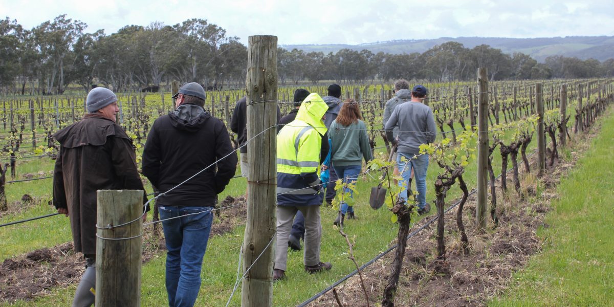 A group of people walk through grape vineyards in a grower group training