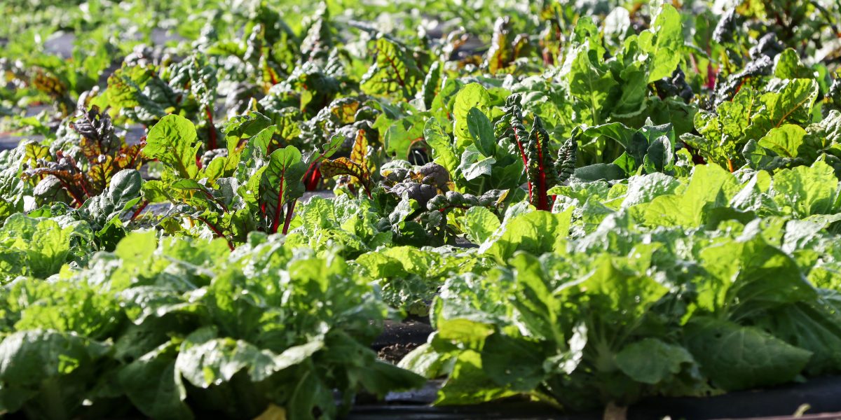 Rows of kale on Biopark organic farm ahead of organic training session