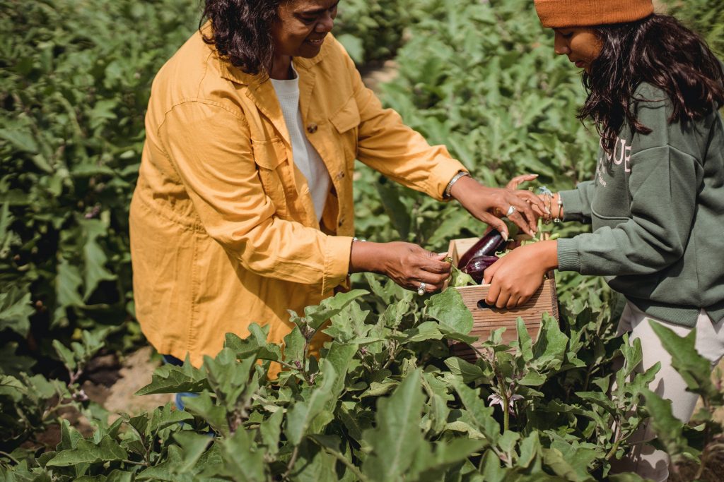 Two young women are in a field picking eggplants and placing into a wooden box, 